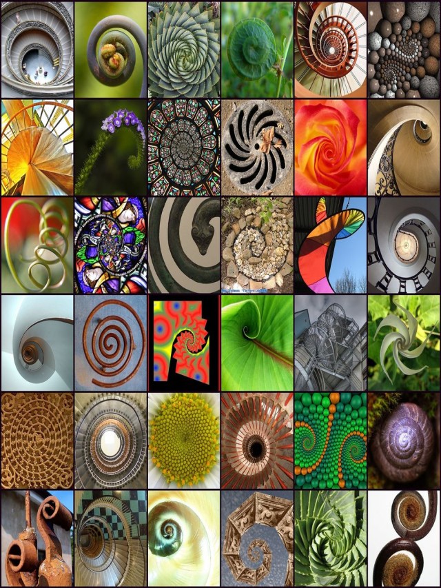 Lista 99+ Foto espiral de fibonacci en la naturaleza Lleno