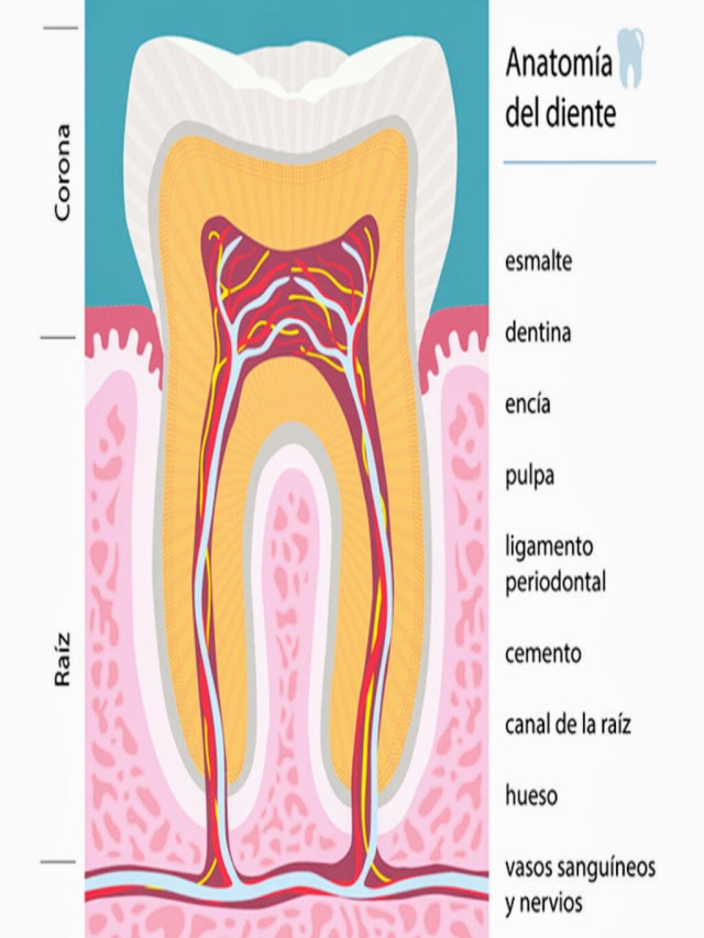 Sintético 100+ Foto esquema de las partes del diente Actualizar
