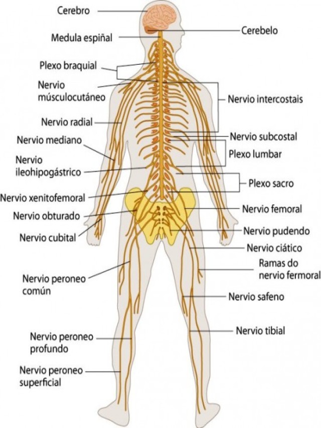Lista 98+ Foto esquema del sistema nervioso con nombres para imprimir El último