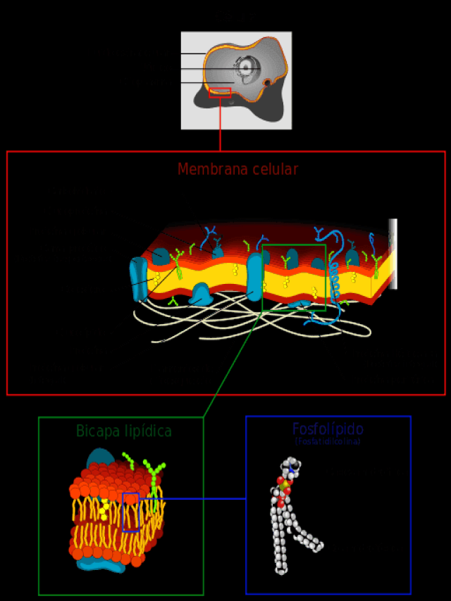Lista 95+ Foto estructura de la membrana celular para dibujar Actualizar