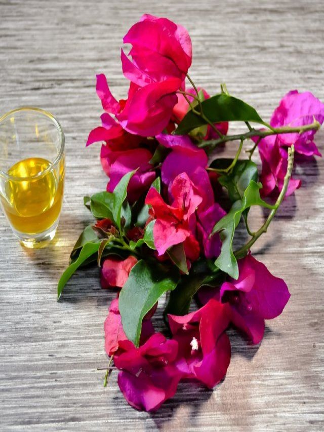 Lista 100+ Foto flor de bugambilia para la tos El último