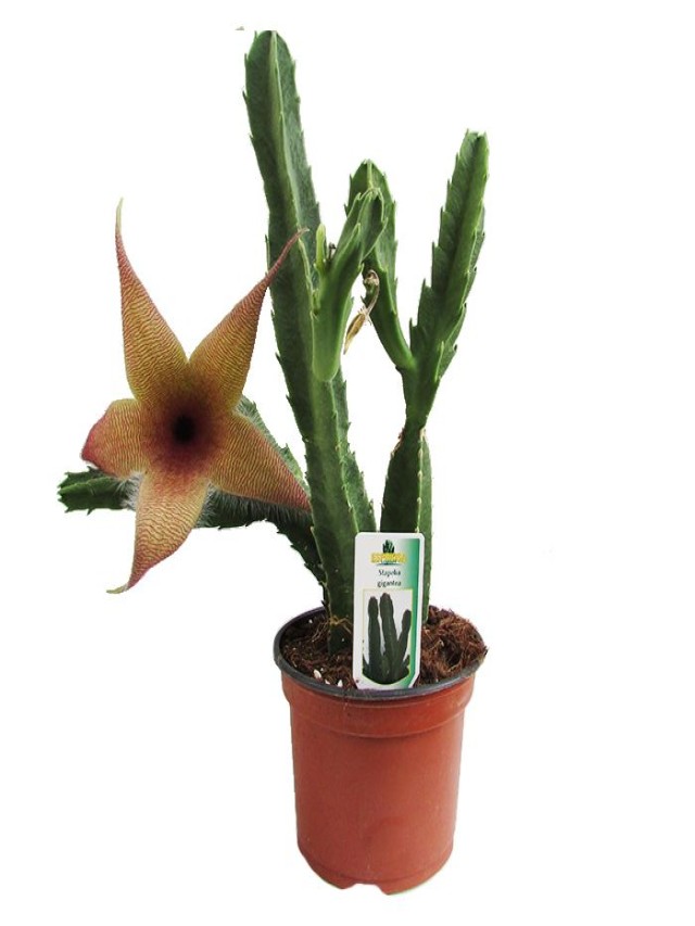 Lista 100+ Foto flor de cactus en forma de estrella El último