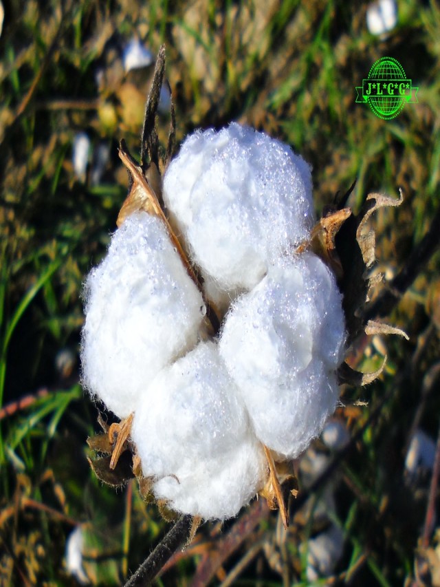 Lista 98+ Foto flor de la planta de algodón El último