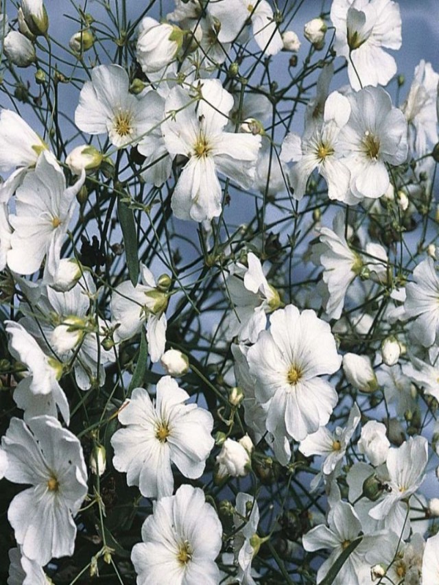 Arriba 93+ Foto flor parecida a la nube como se llama Mirada tensa