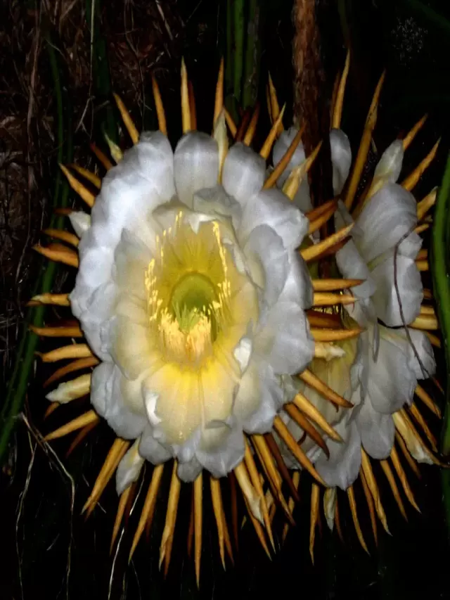 Sintético 95+ Foto flor que florece una vez al año Mirada tensa