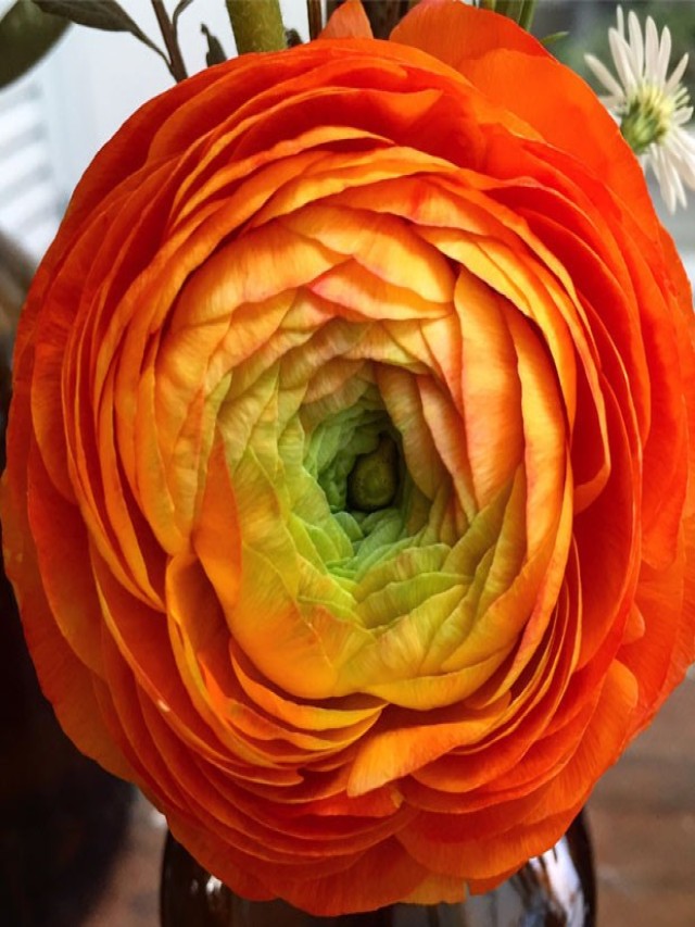 Sintético 93+ Foto flor que se parece a la rosa Actualizar