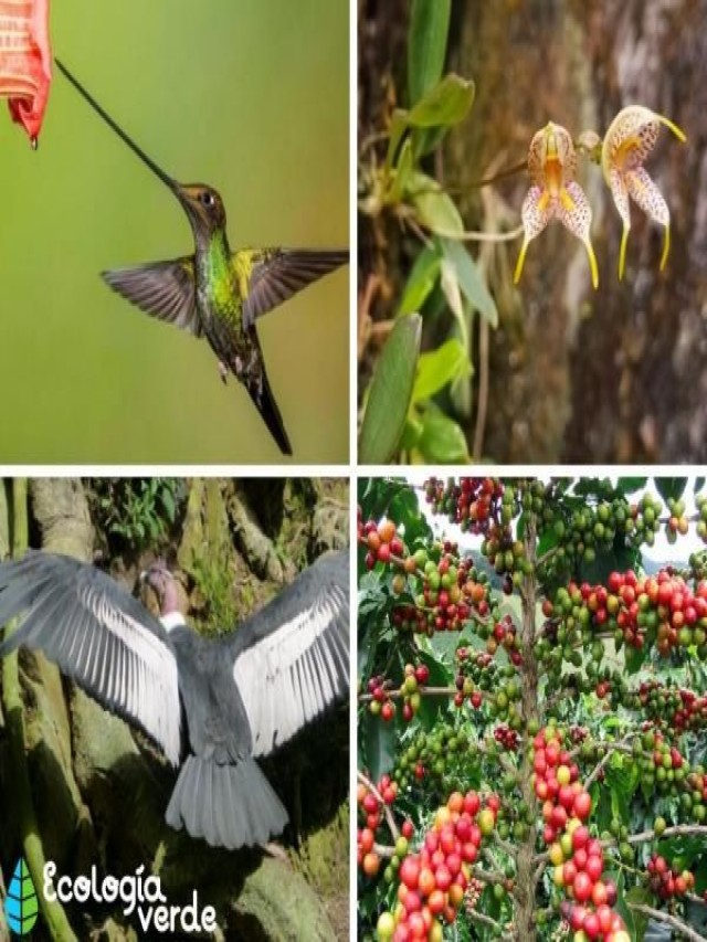 Sintético 97+ Foto flora y fauna de la region de la cañada Alta definición completa, 2k, 4k