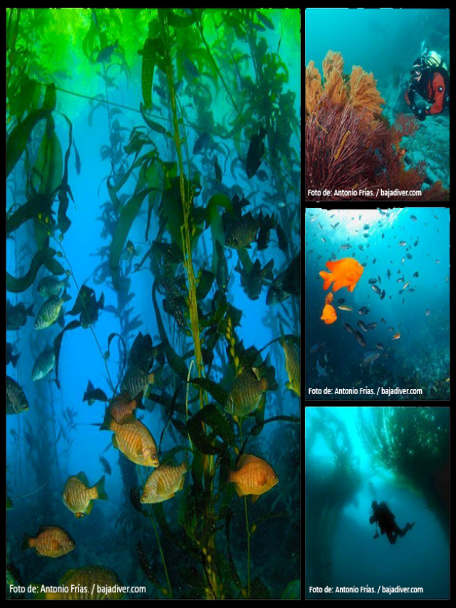 Lista 96+ Foto flora y fauna del océano pacífico Cena hermosa