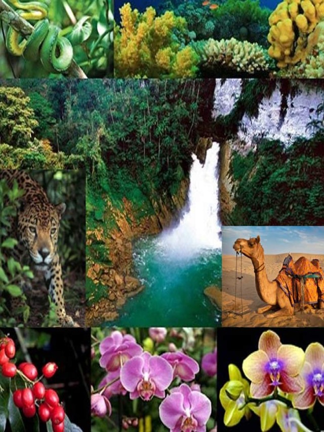 Álbumes 102+ Foto flora y fauna en la india Lleno