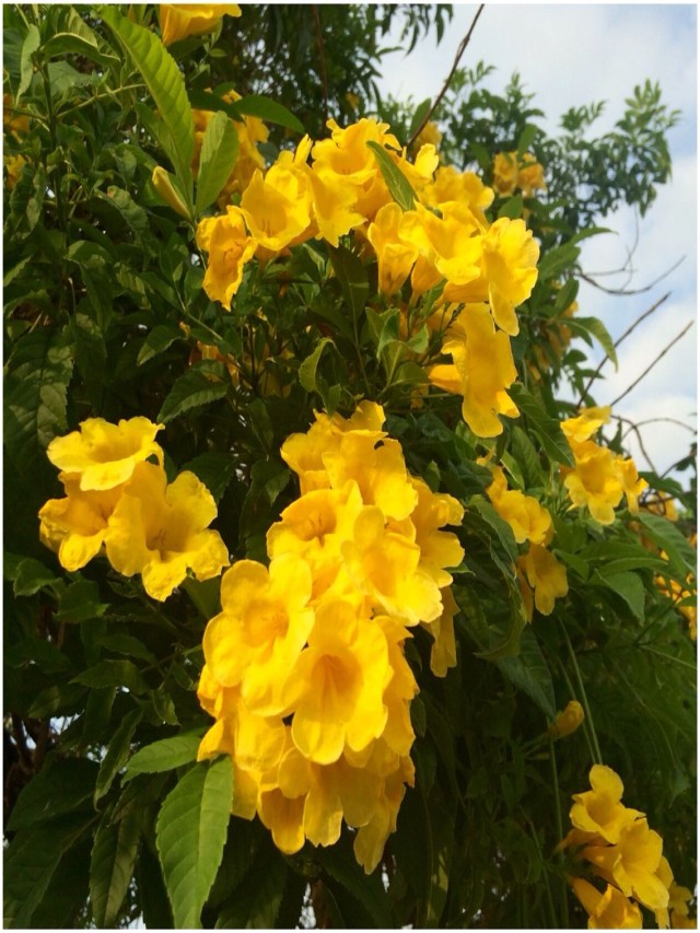 Lista 91+ Foto flores amarillo nombre arboles con flores amarillas Mirada tensa
