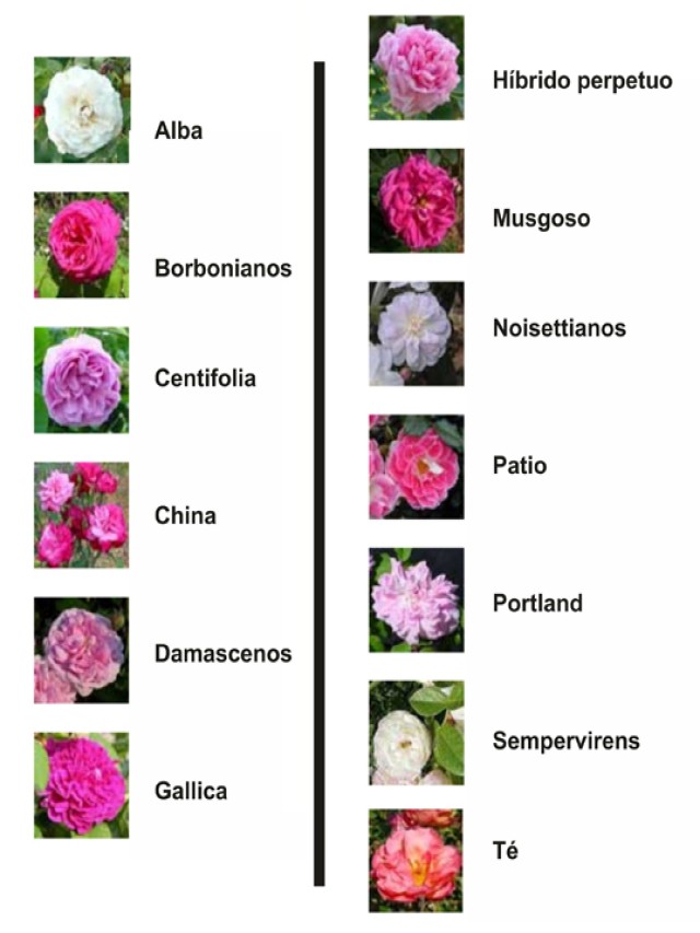 Lista 95+ Foto flores hermosas naturales y sus nombres Lleno
