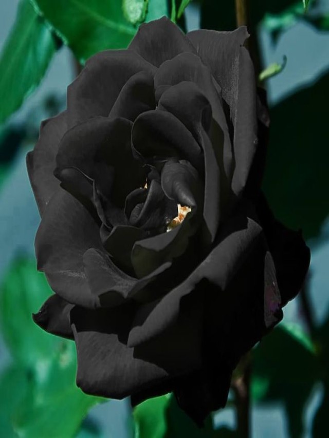 Álbumes 96+ Foto fondo de pantalla imagenes de rosas negras Lleno