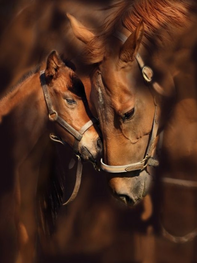Lista 101+ Imagen fondos de pantalla de caballos para celular Cena hermosa
