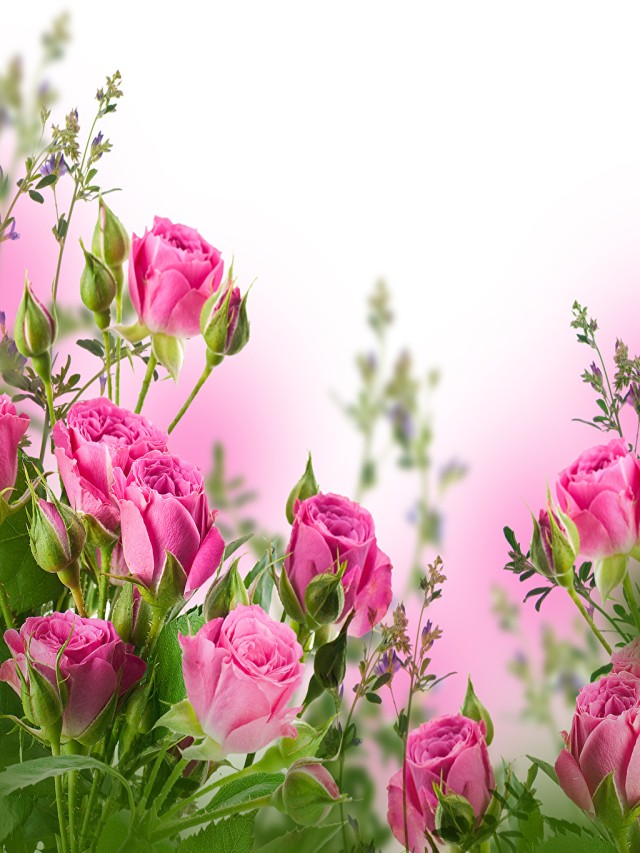 Lista 104+ Foto fondos de pantalla de rosas de colores Alta definición completa, 2k, 4k