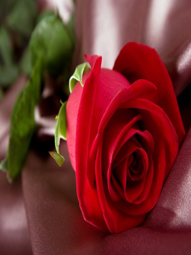 Lista 104+ Foto fondos de pantalla de rosas rojas Mirada tensa