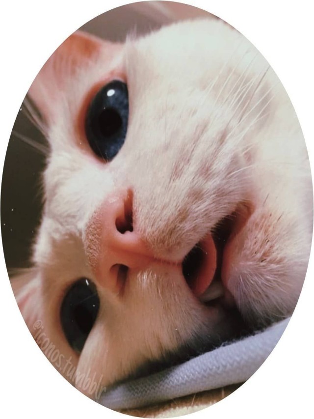 Álbumes 93+ Foto foto de perfil para whatsapp de gatos Alta definición completa, 2k, 4k