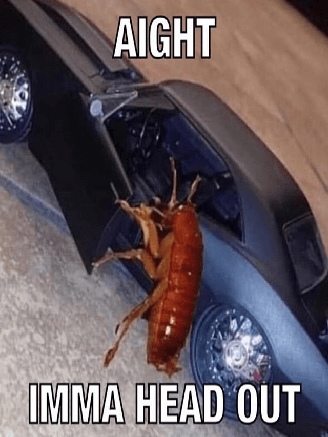 Sintético 98+ Foto foto de una cucaracha en un carro Alta definición completa, 2k, 4k