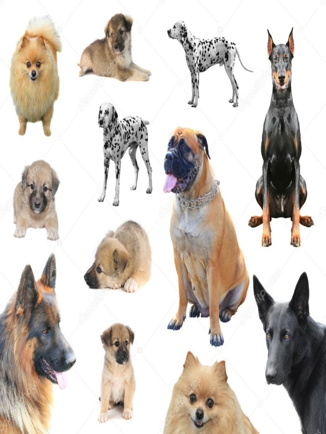 Sintético 105+ Foto fotos de diferentes razas de perros Actualizar