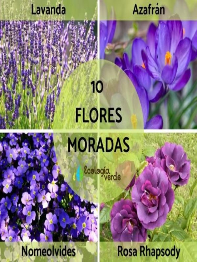 Arriba 101+ Foto fotos de flores moradas y sus nombres Lleno