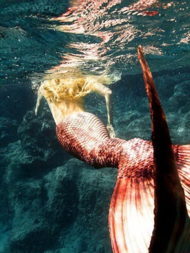 Lista 100+ Foto fotos de sirenas reales encontradas vivas en el mar Cena hermosa