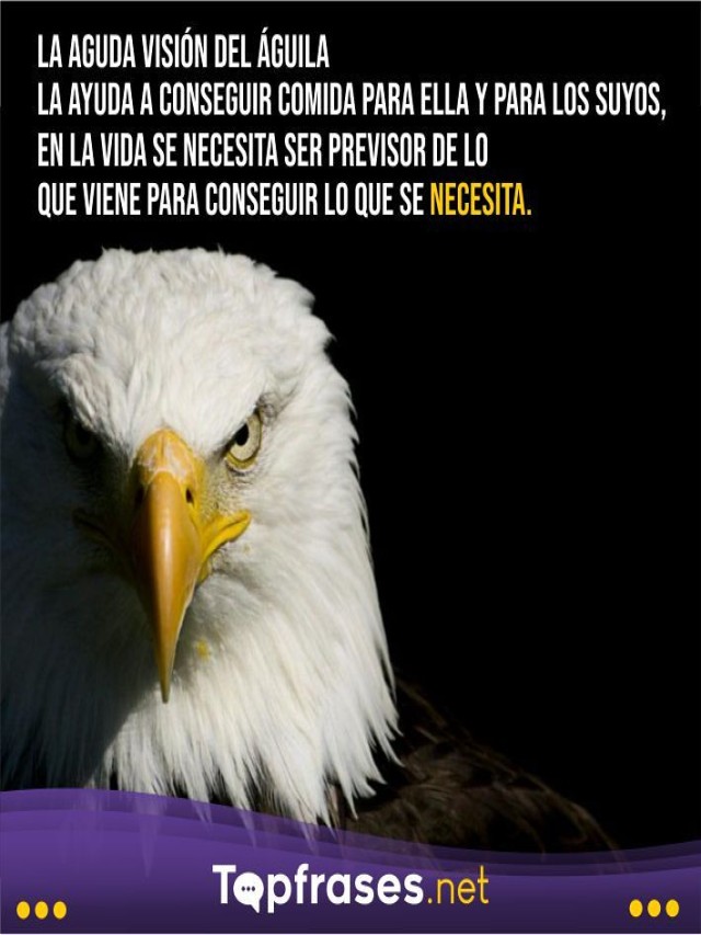 Lista 94+ Imagen frases de águilas para estado de whatsapp Lleno
