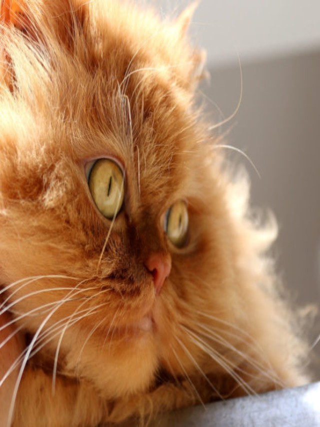 Álbumes 105+ Foto garfield real persa gatos de raza Lleno