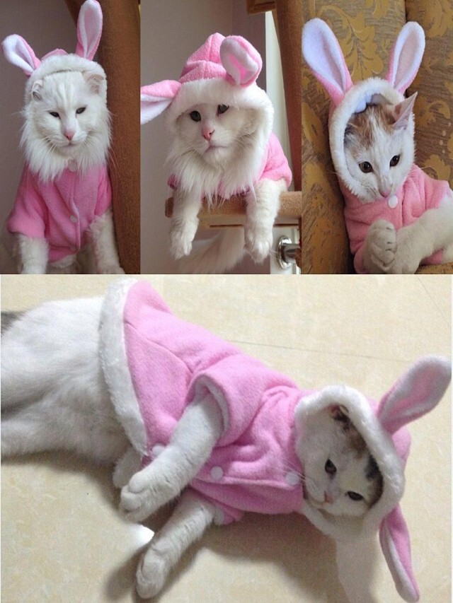 Arriba 91+ Foto gatitos como hacer ropa para gatos paso a paso Cena hermosa