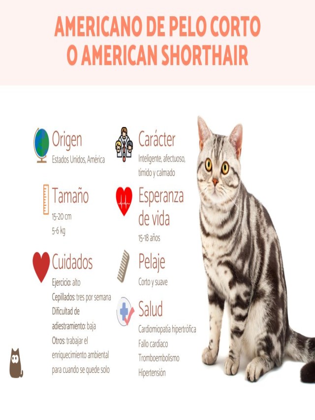 Arriba 93+ Foto gato americano de pelo corto amarillo Lleno