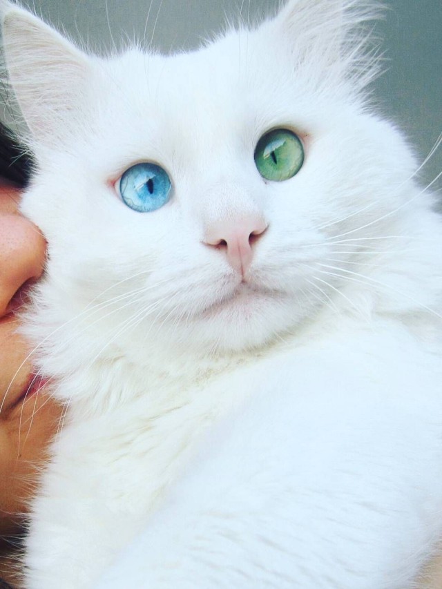 Lista 93+ Foto gato blanco con ojos azules y verdes El último