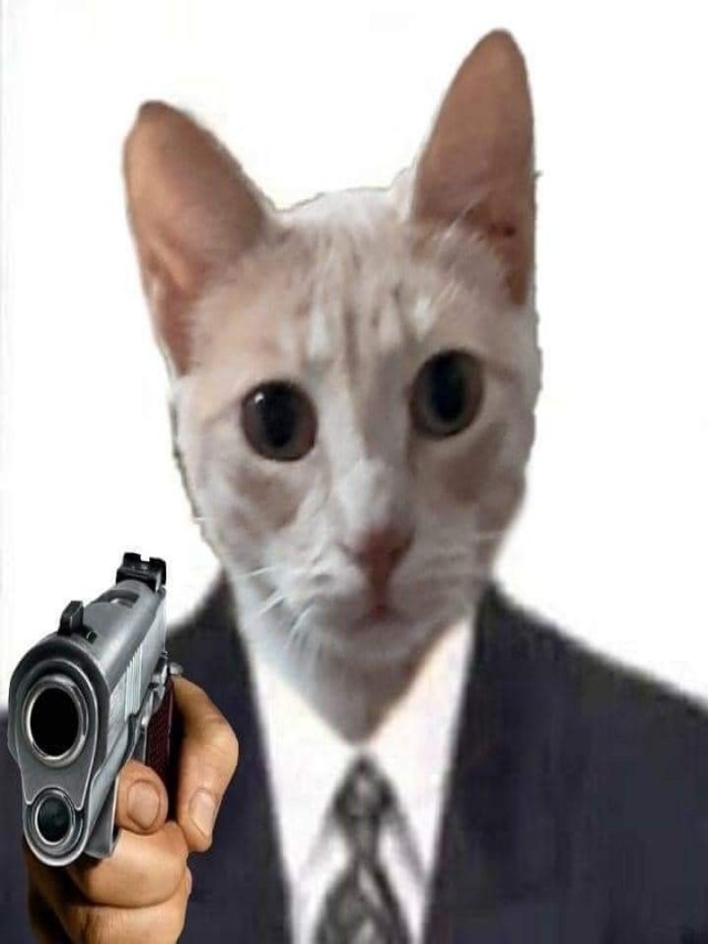 Sintético 98+ Foto gato con traje y corbata meme Actualizar