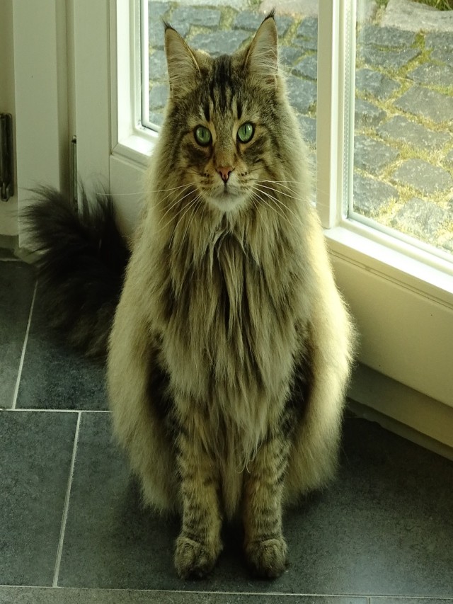 Lista 95+ Foto gato noruego del bosque precio El último
