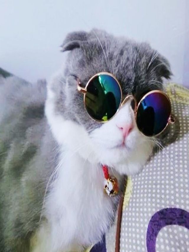 Arriba 91+ Foto gatos con lentes para portada de facebook Cena hermosa