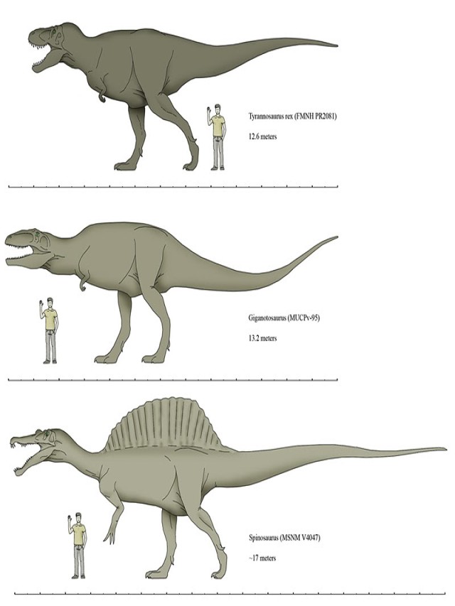 Arriba 102+ Imagen giganotosaurus vs t-rex tamaño Cena hermosa