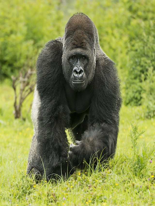 Álbumes 99+ Foto gorila de montaña en peligro de extincion Actualizar
