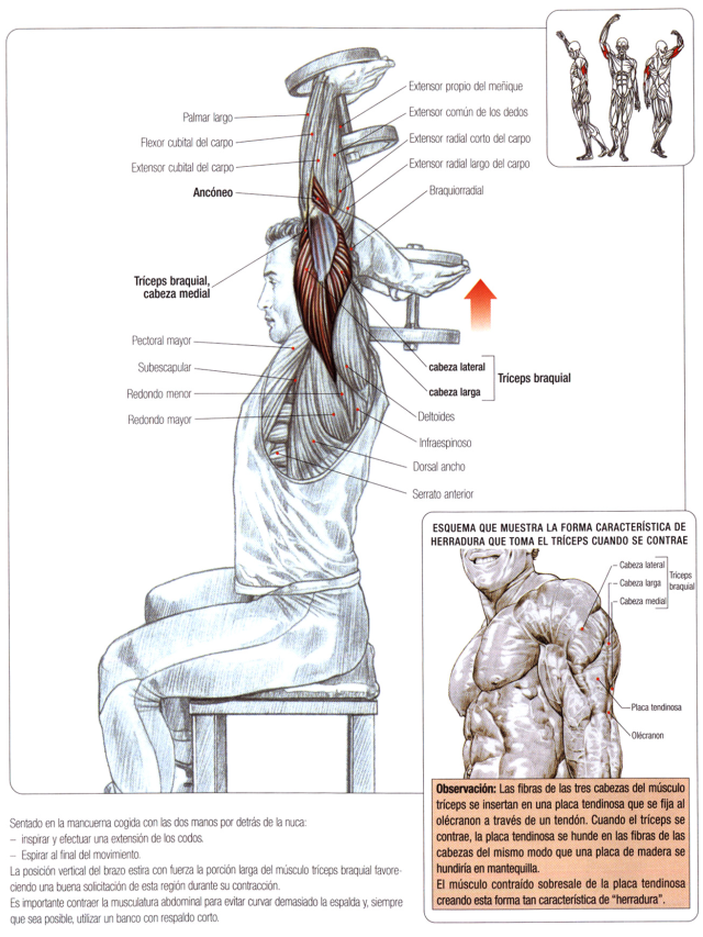 Lista 97+ Foto guia de los movimientos de musculacion. descripcion anatomica Actualizar