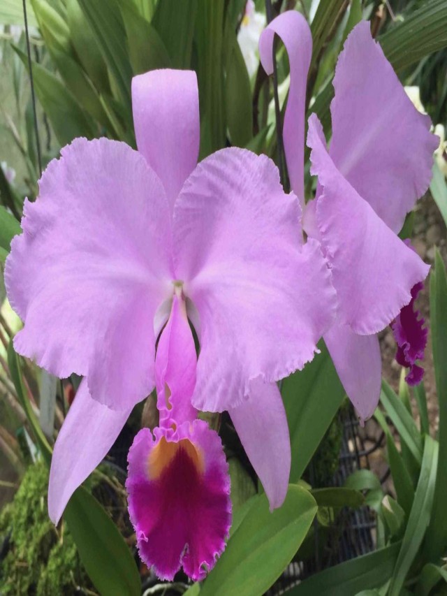 Sintético 105+ Foto hay que podar la orquídea cuando se le caen las flores Alta definición completa, 2k, 4k