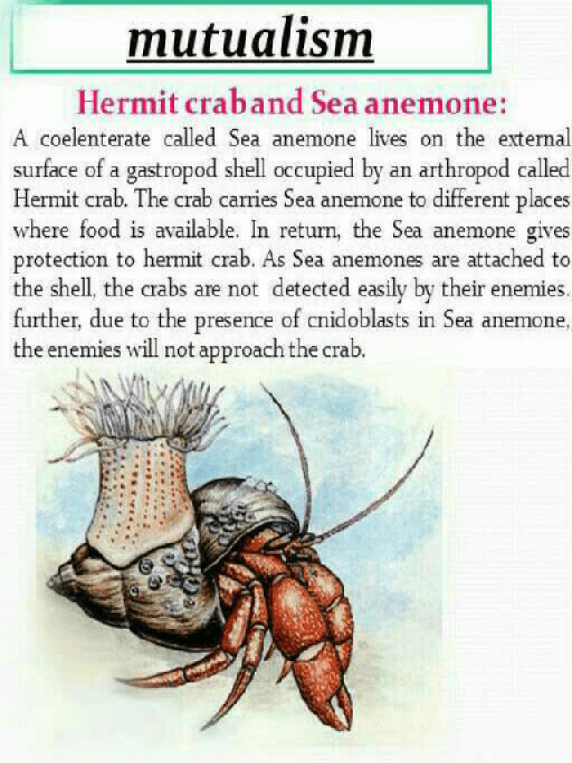 Em geral 98+ Imagen hermit crab and sea anemone diagram Mirada tensa