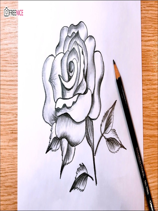 Lista 91+ Imagen hình vẽ hoa hồng bằng bút chì đẹp El último