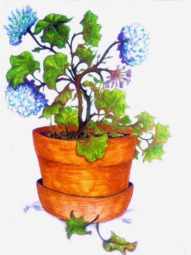 Lista 90+ Imagen how to draw a potted plant El último