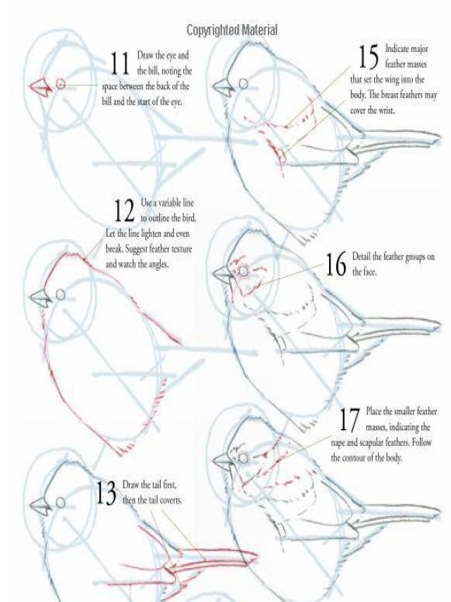 Arriba 95+ Imagen how to draw a realistic bird flying step by step Actualizar