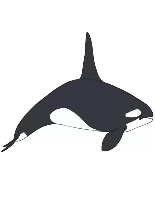 Arriba 101+ Imagen how to draw a killer whale Lleno