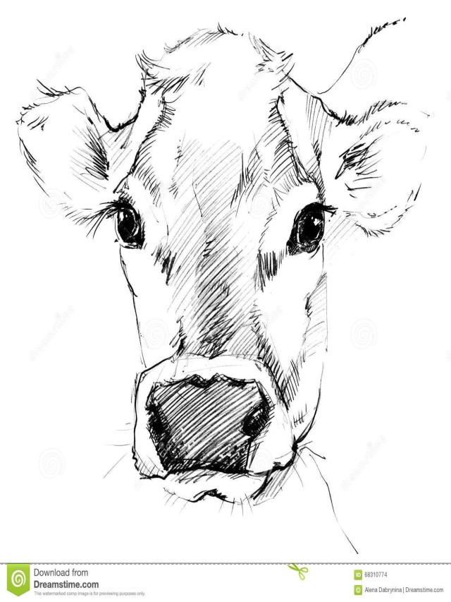 Álbumes 96+ Imagen how to draw a cow face El último