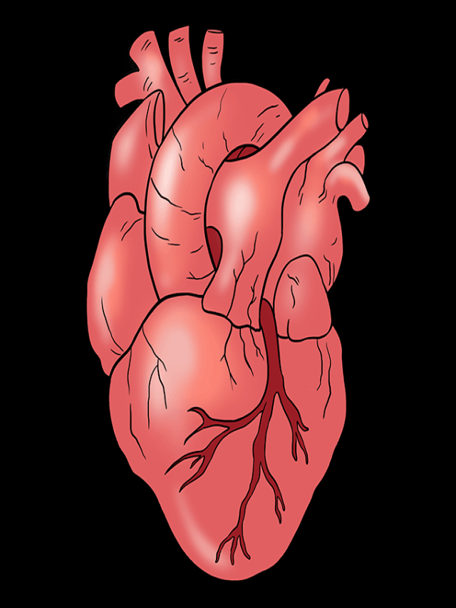 Lista 104+ Imagen how to draw the human heart Lleno