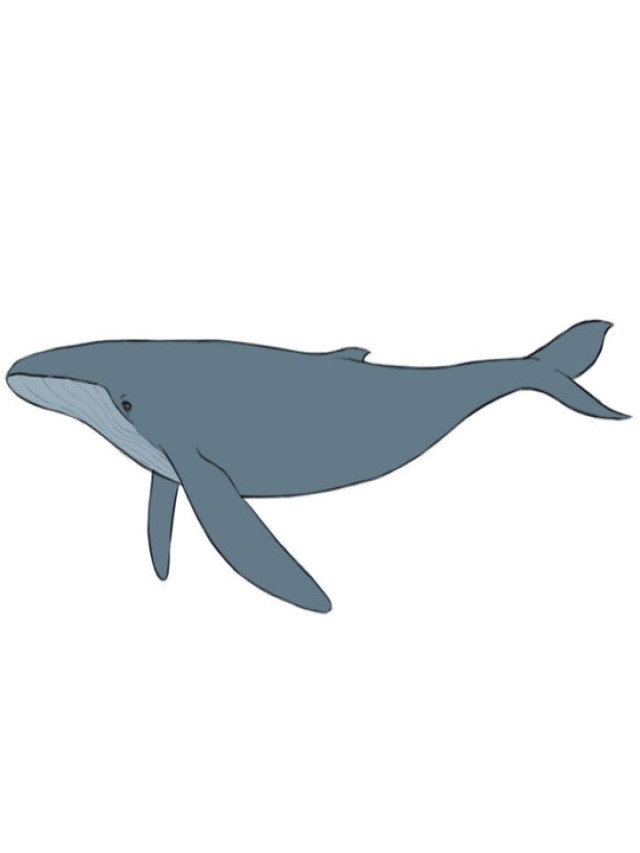 Álbumes 90+ Imagen how to draw a sperm whale Cena hermosa