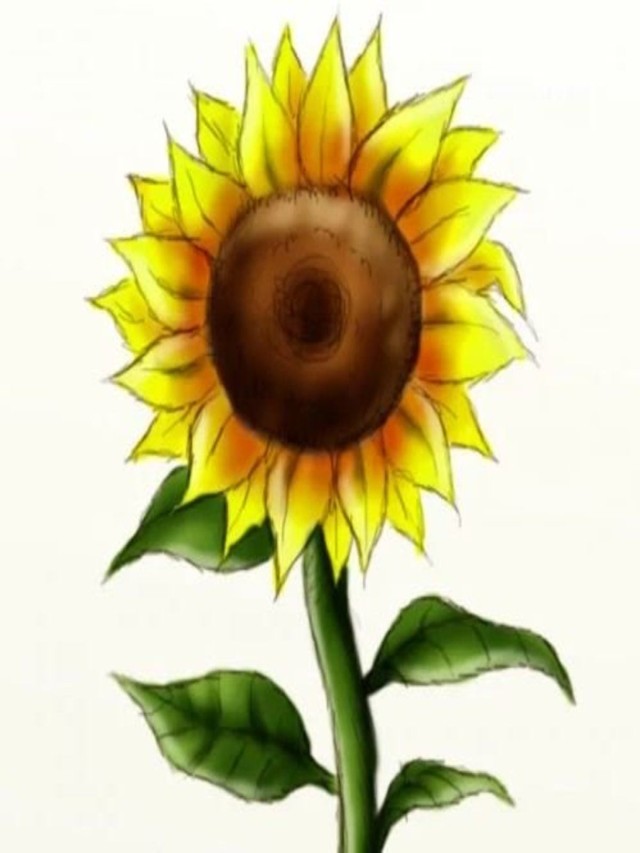 Arriba 93+ Imagen how to draw a realistic sunflower El último