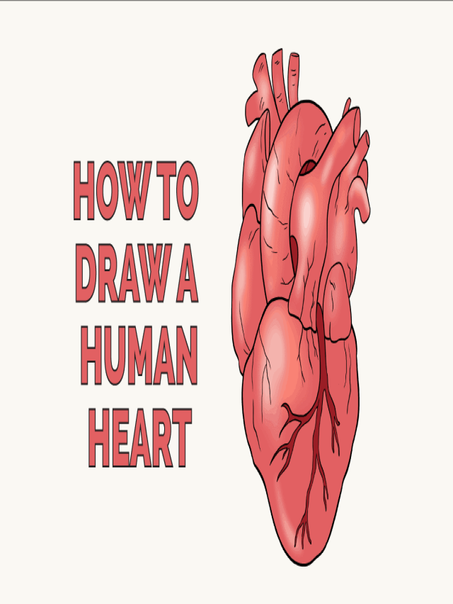 Em geral 103+ Imagen how to draw a human heart Cena hermosa
