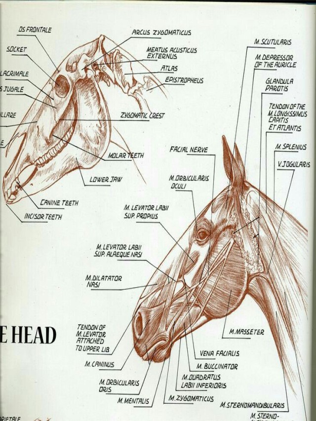 Lista 97+ Foto huesos de la cabeza del caballo Mirada tensa