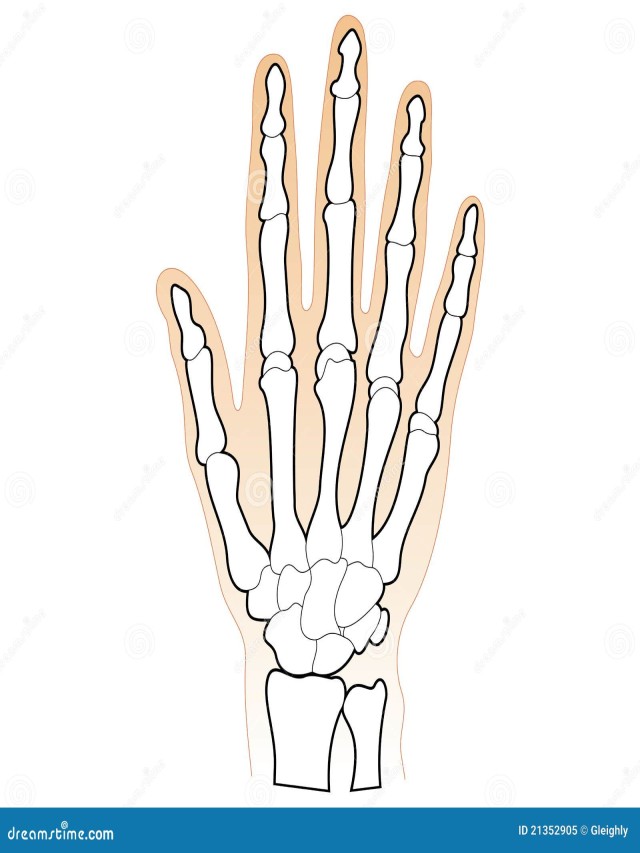 Lista 105+ Foto huesos de la mano sin nombre Actualizar