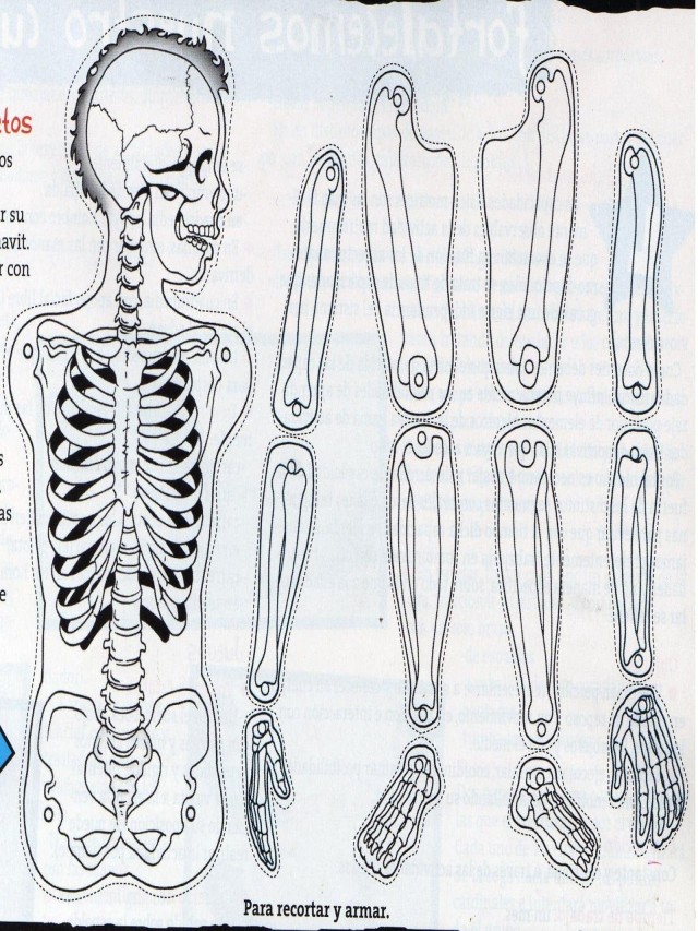 Arriba 98+ Foto huesos del cuerpo humano para niños de primaria Lleno