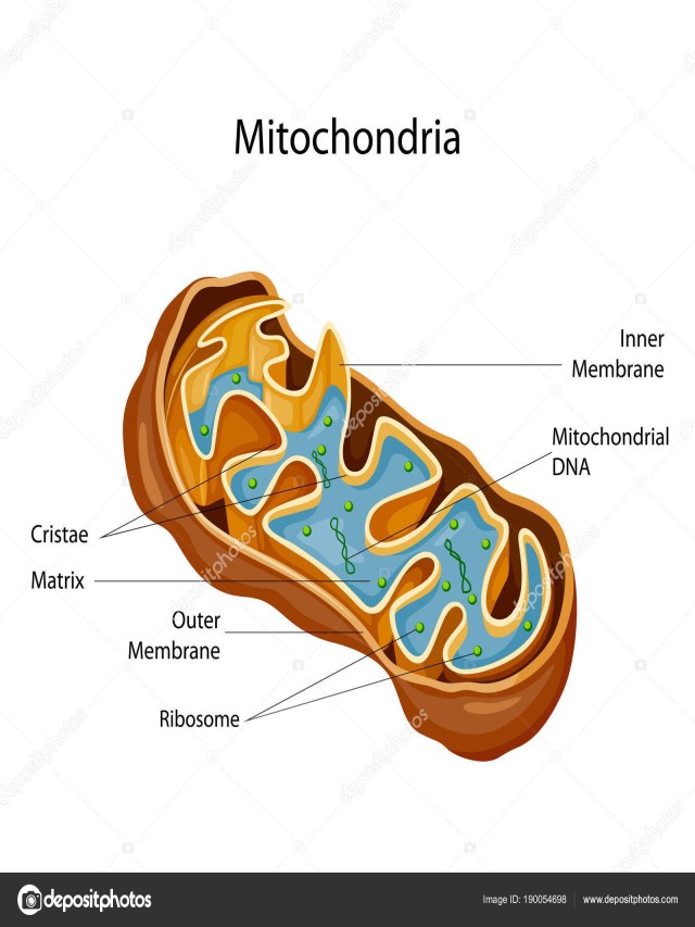 Sintético 103+ Foto imagen de la mitocondria y sus partes. Cena hermosa